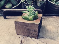 PLANTER DESIGN WORKS（植物）